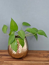 Blumentopf Übertopf Vase gold Metall Hammerschlag 18x18 cm Pflanztopf Deko